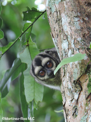 Aotus brumbacki