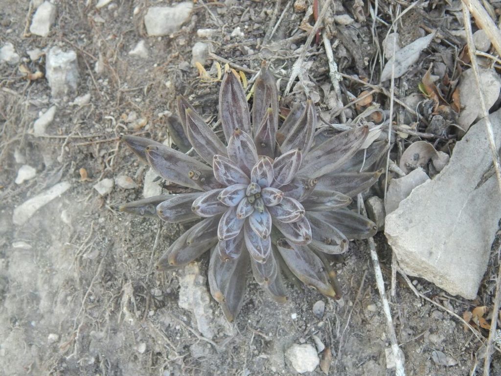 Echeveria unguiculata, San Luis Potosí, MX
