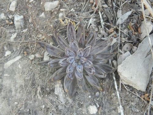 Echeveria unguiculata