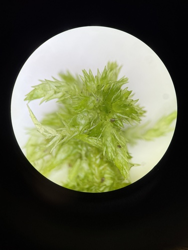 Sphagnum contortum observed 2026-04-29