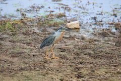 Butorides striata