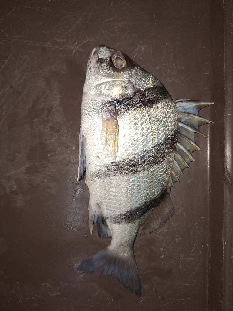 Blackbarred grunt (Genyatremus dovii) — Haemulidae