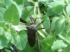 Acanthocephala