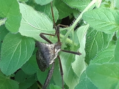Acanthocephala