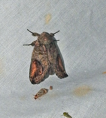 Heterocampa obliqua