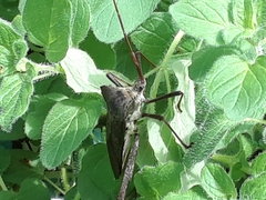 Acanthocephala