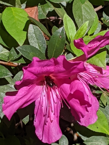 Habropoda image