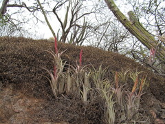 Tillandsia pueblensis