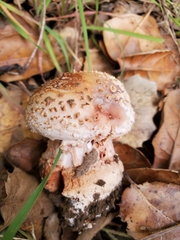 Amanita novinupta