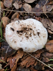 Amanita novinupta