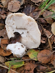 Amanita novinupta