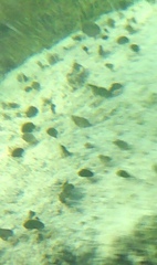 Udotea
