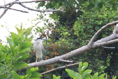 Nycticorax nycticorax