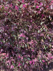 Loropetalum