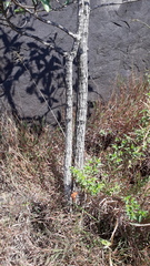 Morinda pubescens
