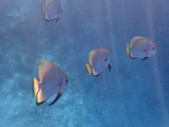 Platax boersii