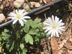 Anemonoides apennina