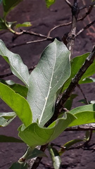 Morinda pubescens