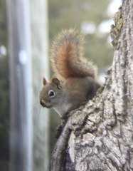 Tamiasciurus hudsonicus