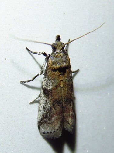Navel Orangeworm Moth photo 5