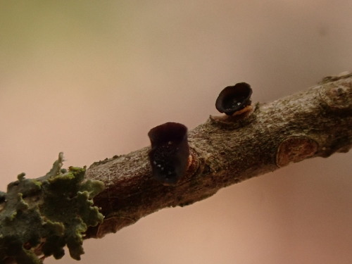 Ascocalyx abietis observed 2026-04-30