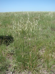 Bromus auleticus