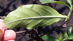 Morinda pubescens