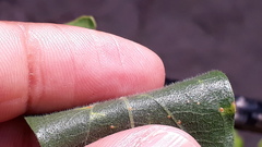 Morinda pubescens