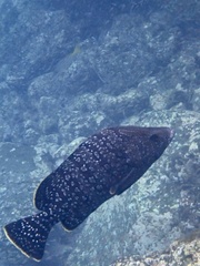 Dermatolepis dermatolepis