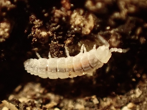 Stenoniscus carinatus