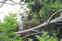 Nycticorax nycticorax