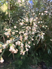 Colletia hystrix