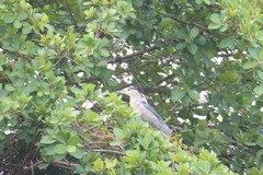 Nycticorax nycticorax