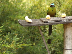 Momotus aequatorialis