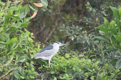 Nycticorax nycticorax