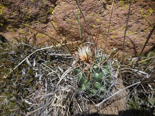 Coryphantha clavata