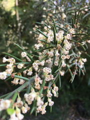 Colletia hystrix