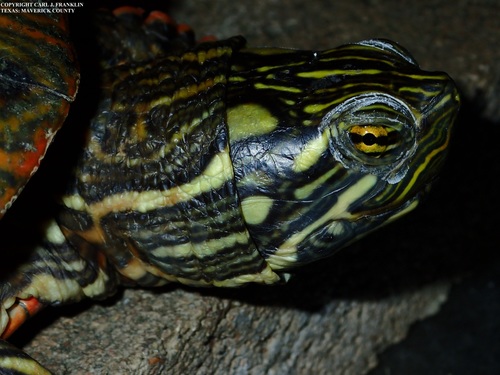 Rio Grande Cooter