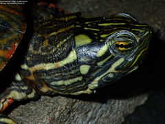 Rio Grande Cooter photo 5