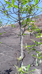 Morinda pubescens