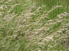 Bromus auleticus