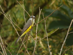Tyrannus melancholicus