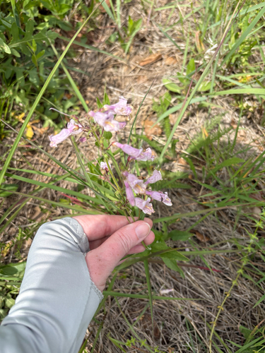 Penstemon laxiflorus, photograph 3