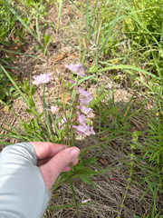 (c) Emily Geest, some rights reserved (CC BY) Penstemon laxiflorus, photograph (c) Emily Geest, some rights reserved (CC BY)