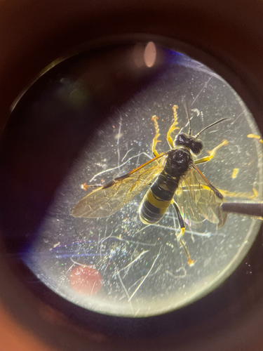 Small Yellow-girdled Tenthredo