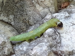 Lepidoptera