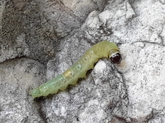 Lepidoptera