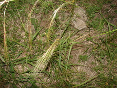 Nassella poeppigiana