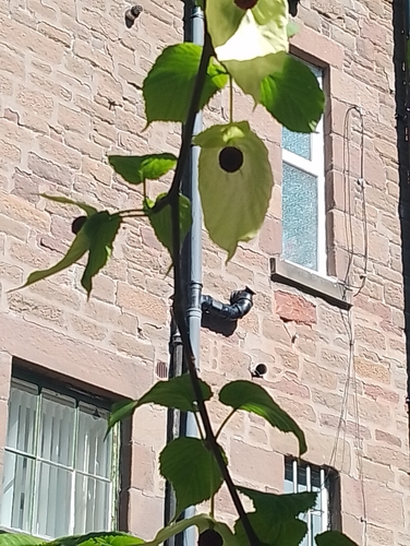 Davidia involucrata