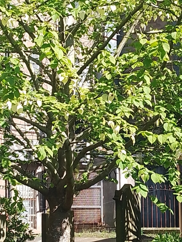 Davidia involucrata
